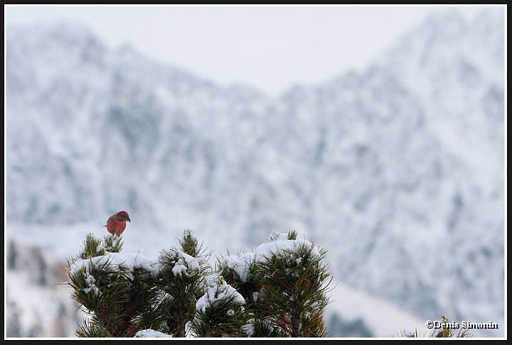 Bec croisé des sapins mâle en hiver